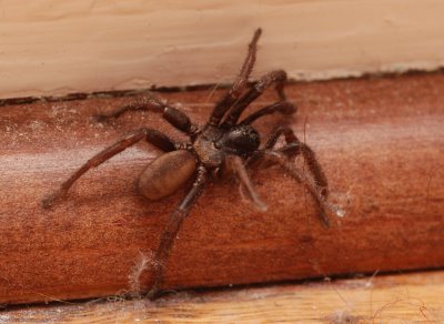 Brown Recluse Spider